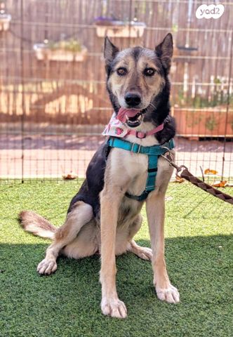 תמונת מודעה - חיות מחמד