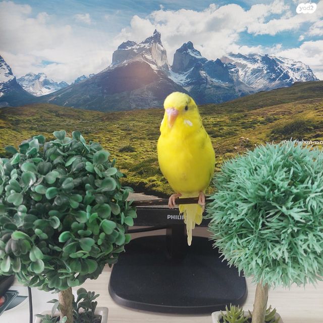 תמונת מודעה - חיות מחמד