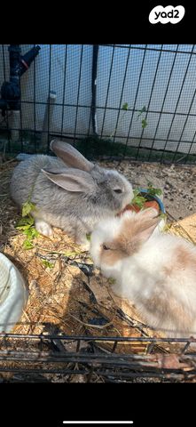 תמונת מודעה - חיות מחמד