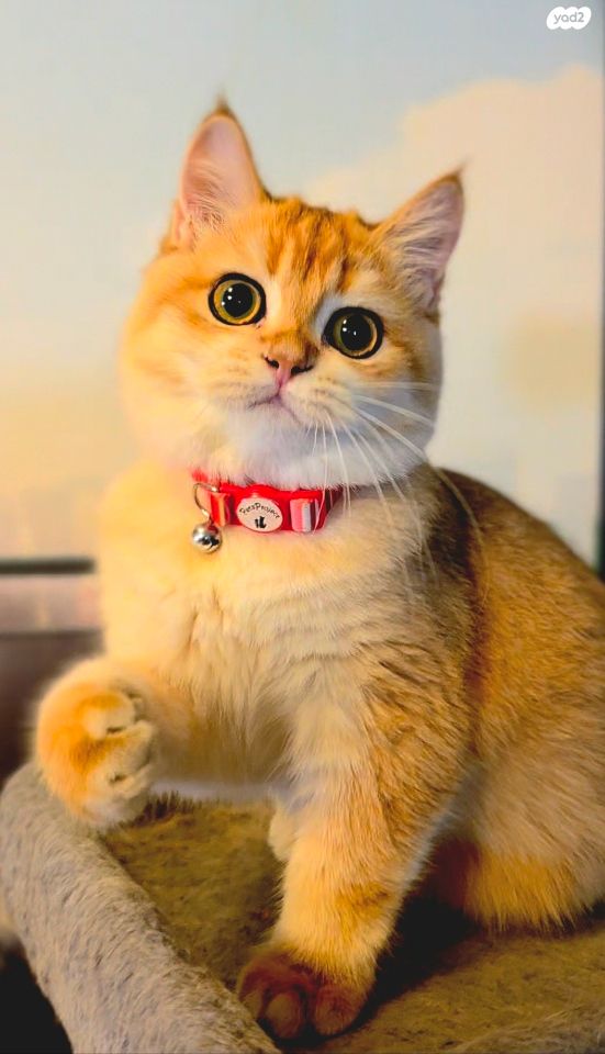 תמונת מודעה - חיות מחמד