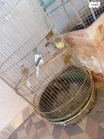 תמונת מודעה - חיות מחמד