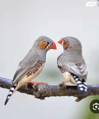 תוכי פינקים