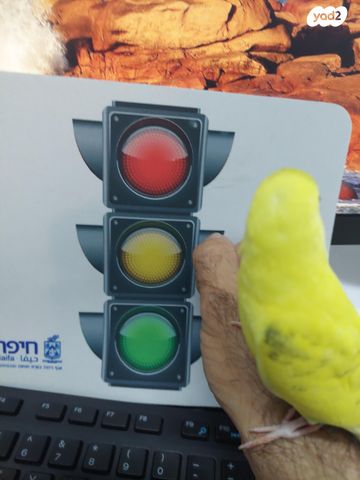 תוכי תוכון