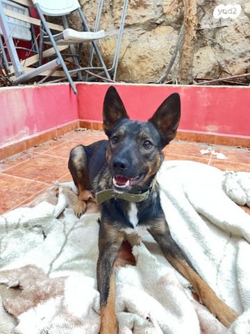 תמונת מודעה - חיות מחמד