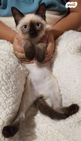 תמונת מודעה - חיות מחמד