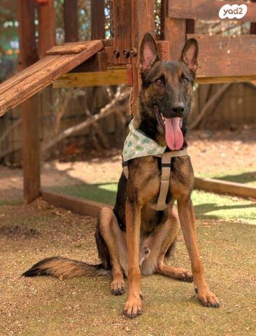 תמונת מודעה - חיות מחמד