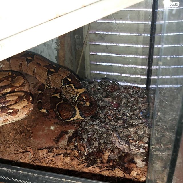 תמונת מודעה - חיות מחמד