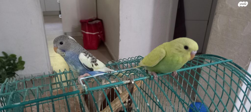 תמונת מודעה - חיות מחמד