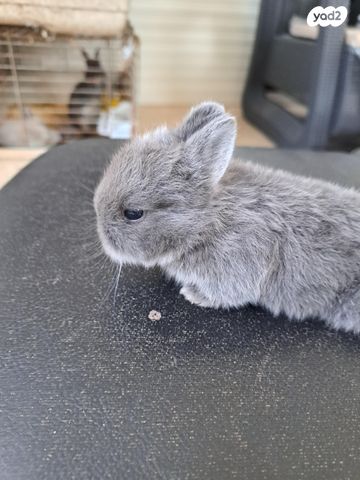 תמונת מודעה - חיות מחמד