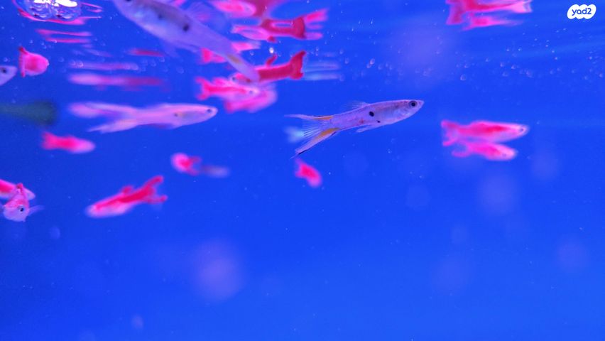 תמונת מודעה - חיות מחמד