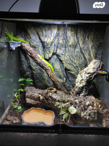 תמונת מודעה - חיות מחמד