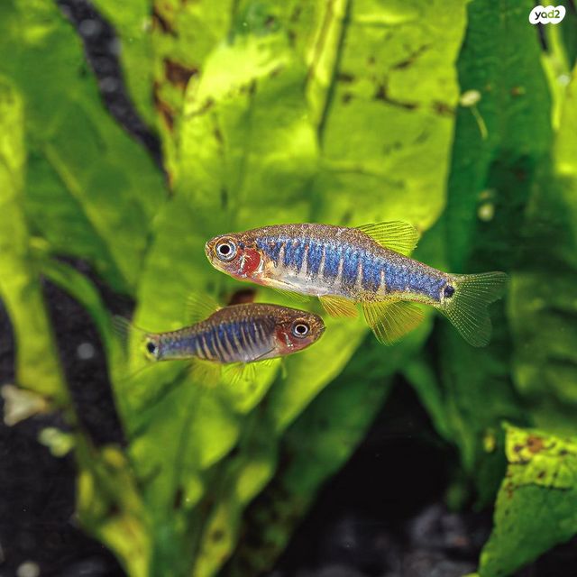 תמונת מודעה - חיות מחמד