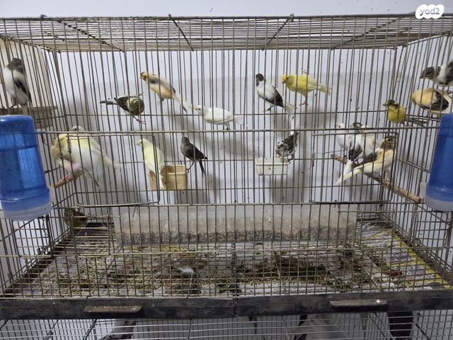 תמונת מודעה - חיות מחמד