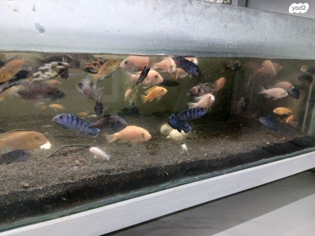 תמונת מודעה - חיות מחמד