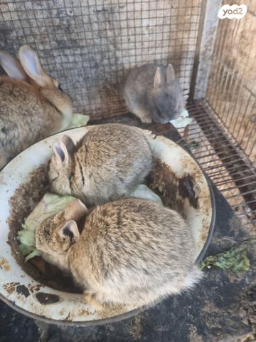 תמונת מודעה - חיות מחמד