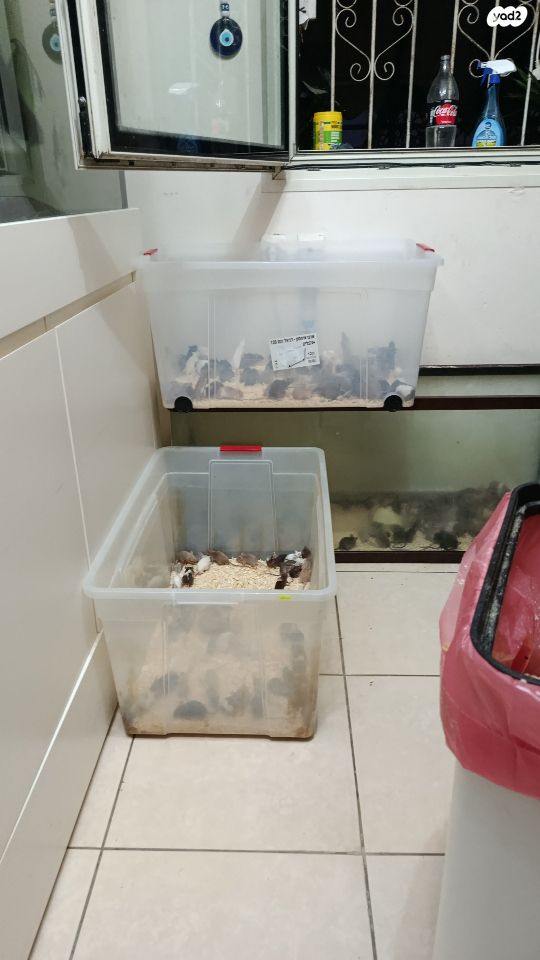 תמונת מודעה - חיות מחמד