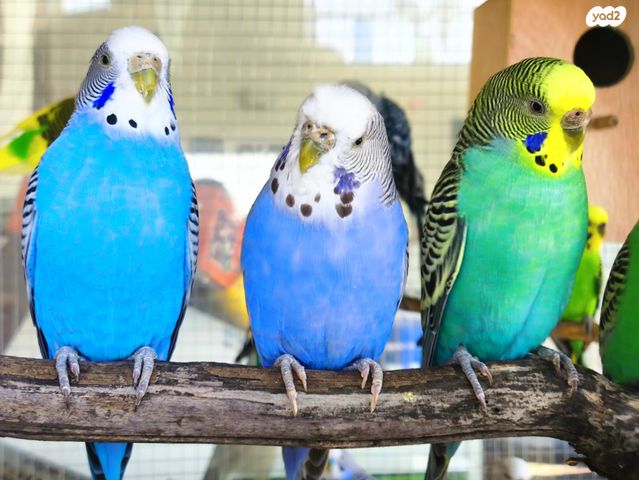 תמונת מודעה - חיות מחמד