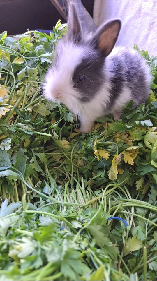 מכרסם ארנב ננסי