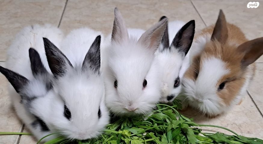 מכרסם ארנב ננסי