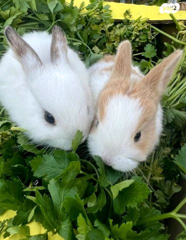 מכרסם ארנב ננסי