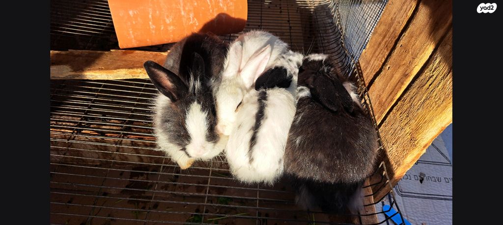 מכרסם ארנב ננסי