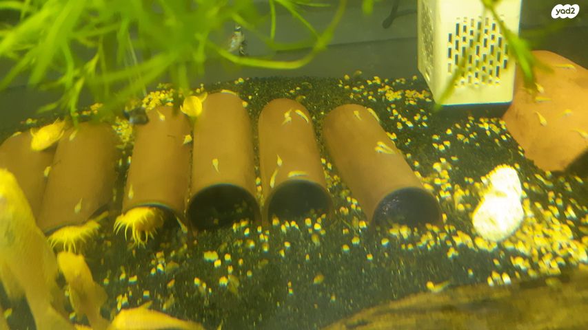 דג דגים טרופיים