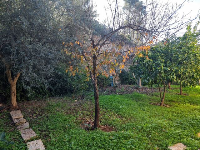 בית פרטי/ קוטג', האלון, מטע