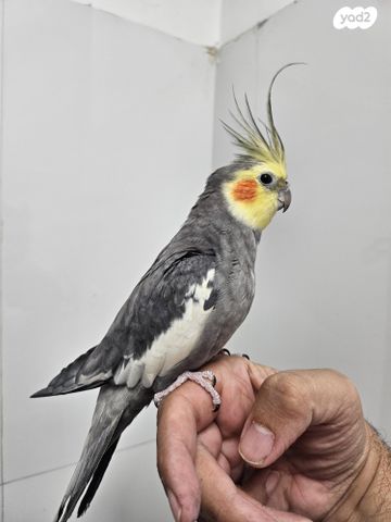 תמונת מודעה - חיות מחמד