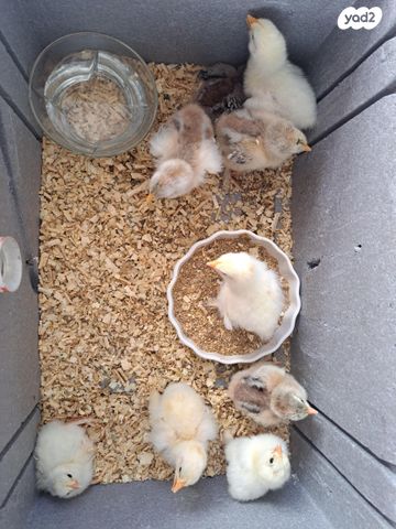 תמונת מודעה - חיות מחמד