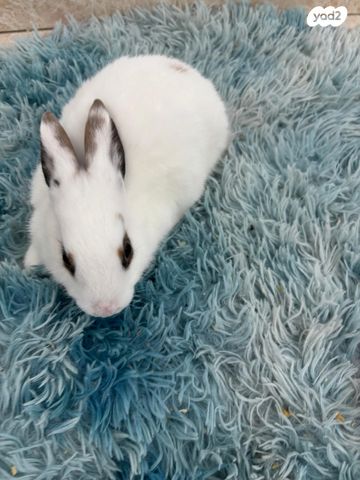 תמונת מודעה - חיות מחמד