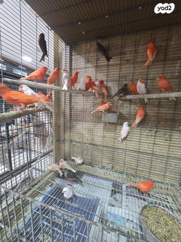 תמונת מודעה - חיות מחמד