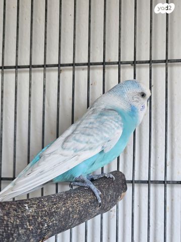 תמונת מודעה - חיות מחמד