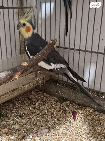 תמונת מודעה - חיות מחמד