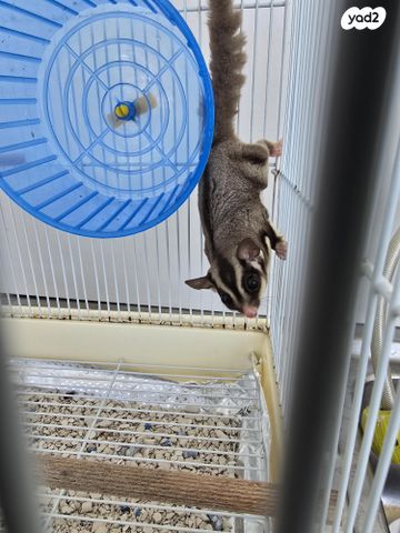 תמונת מודעה - חיות מחמד