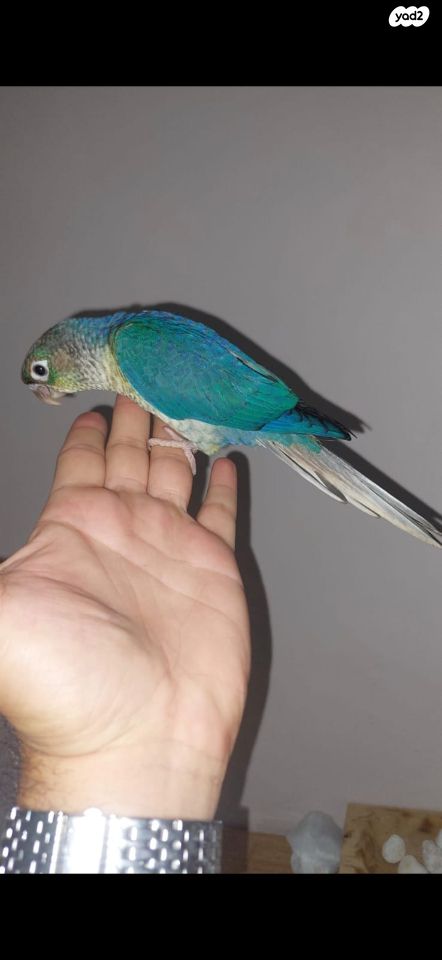 תוכי אקלקטוס