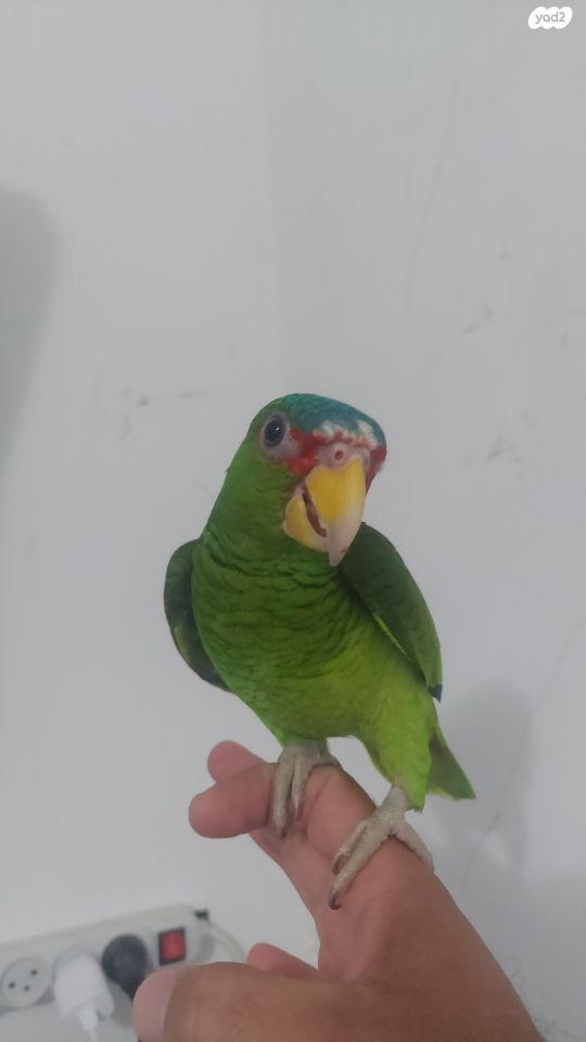 תוכי אקלקטוס