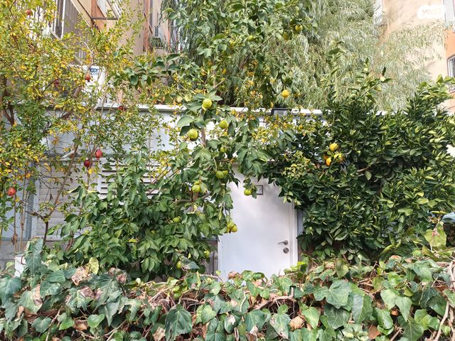 דירת גן, השבעה 201, בן גוריון כנען, צפת