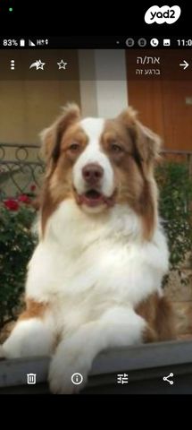 בית פרטי/ קוטג'