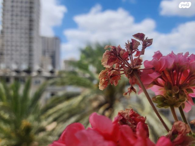 דירה, תל אביב יפו