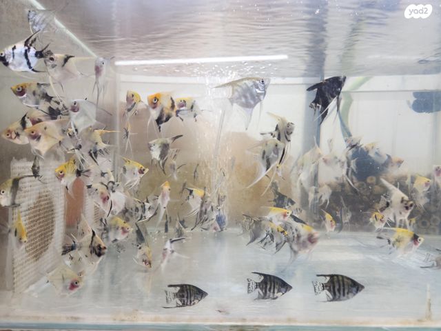 תמונת מודעה - חיות מחמד