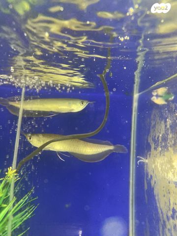 תמונת מודעה - חיות מחמד