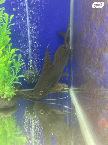 תמונת מודעה - חיות מחמד