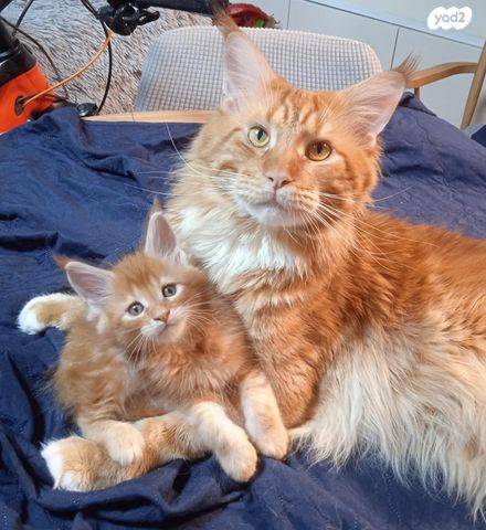 תמונת מודעה - חיות מחמד