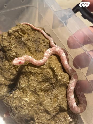 תמונת מודעה - חיות מחמד