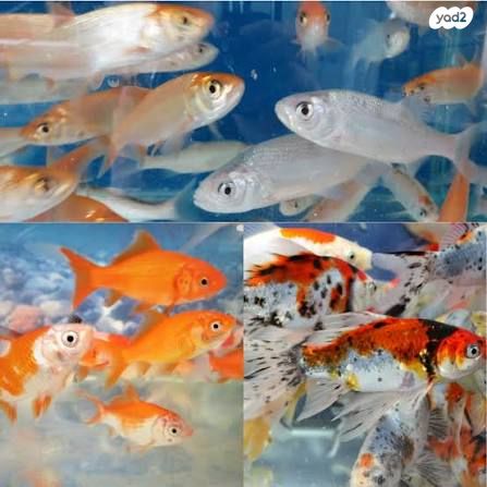 תמונת מודעה - חיות מחמד