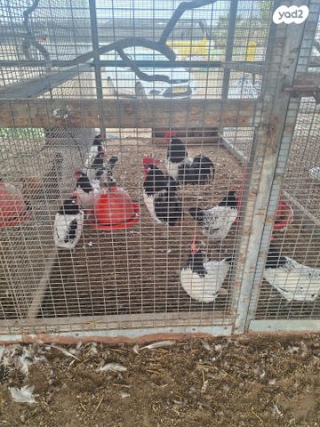 תמונת מודעה - חיות מחמד