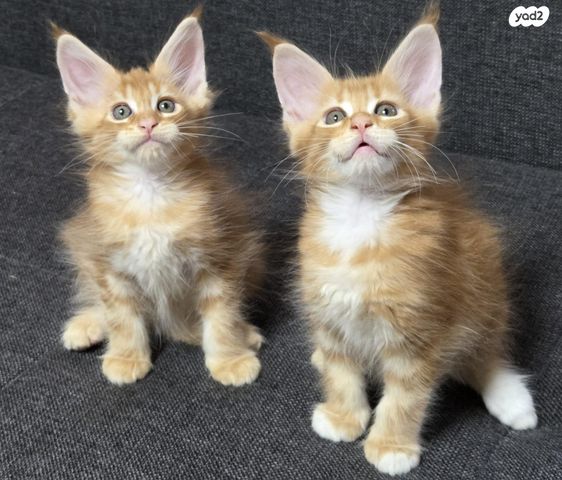 חתול מיין קון