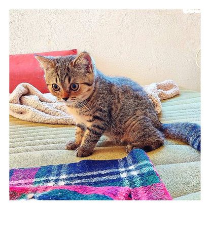 תמונת מודעה - חיות מחמד