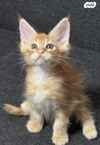 חתול מיין קון