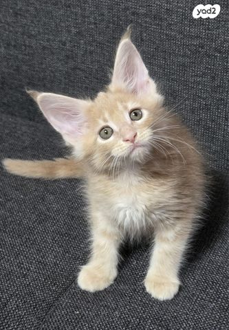 חתול מיין קון